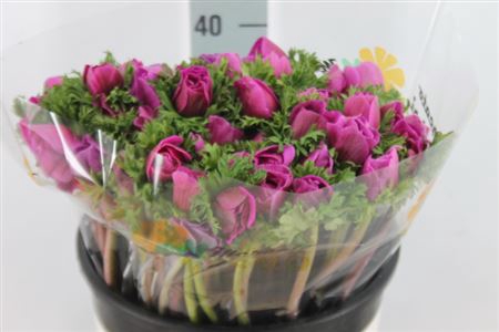 <h4>Anemoon Mistral Extra Orchid Lila</h4>