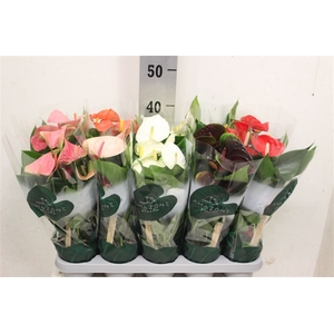 Anthurium Andreanum Grp gemengd 4 kleuren