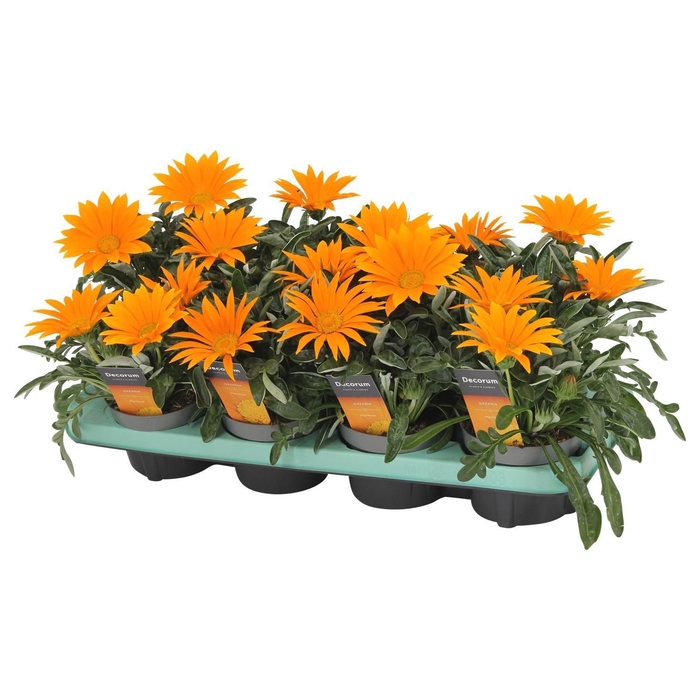 <h4>Gazania Giant Deep Orange Decorum</h4>