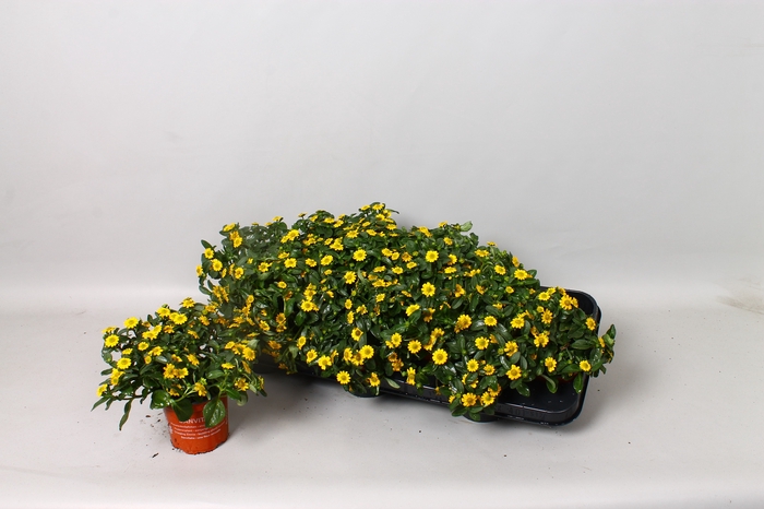 <h4>SANV YELLOW BEAUTY</h4>