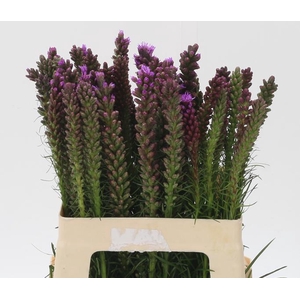 LIATRIS SPICATA