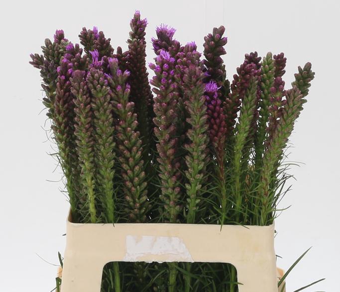 <h4>LIATRIS SPICATA</h4>