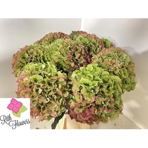 HYDR M ROY GRANDE CL