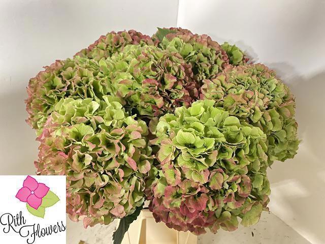 <h4>HYDR M ROY GRANDE CL</h4>