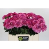 Dahlia Annamarie