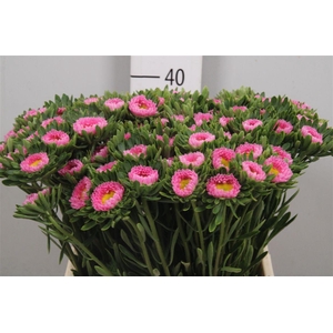 Callis Mats Pink