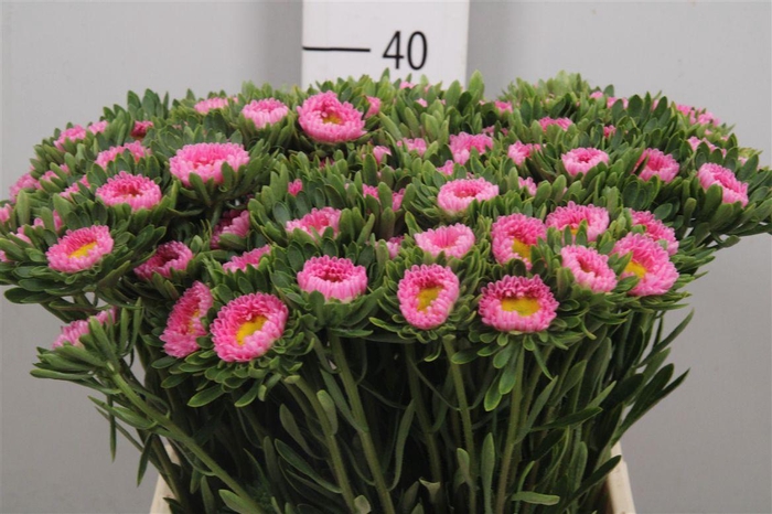 <h4>Callis Mats Pink</h4>