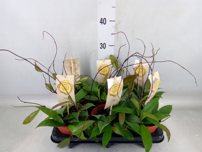 <h4>Hoya carnosa</h4>