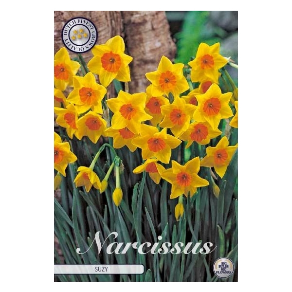 <h4>Narcissus Tazetta Suzy x5 12/14</h4>