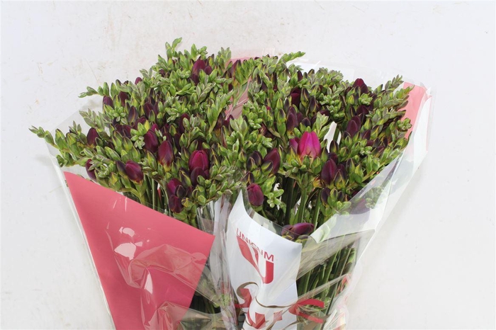 <h4>Fr Du Adele Cerise</h4>