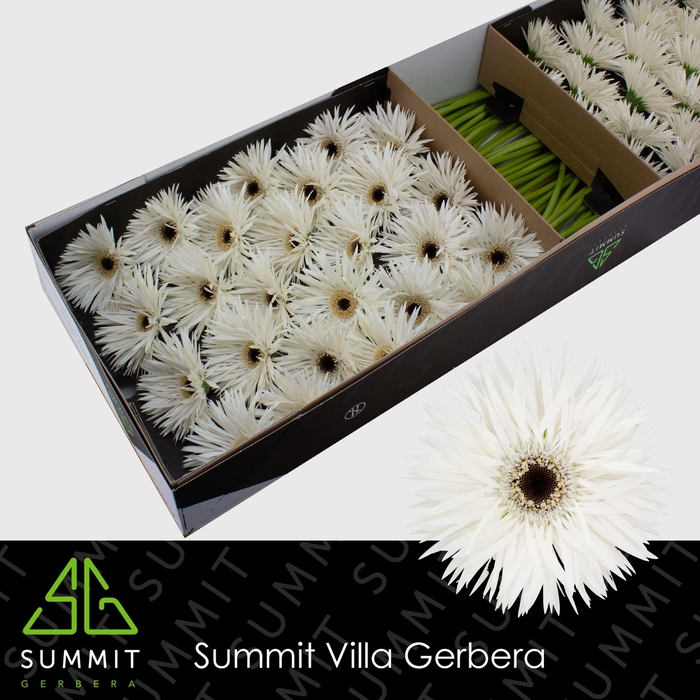 <h4>Gerbera Spider Garden Ghost Doos</h4>