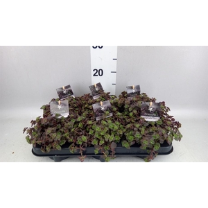 Crassula marginalis