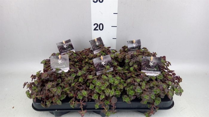 <h4>Crassula marginalis</h4>