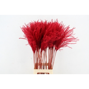 DF Miscanthus 90cm Red