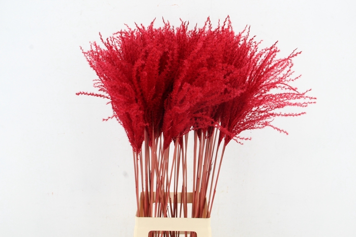 <h4>DF Miscanthus 90cm Red</h4>