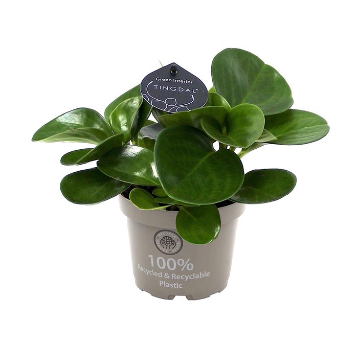 PEPEROMIA OBTUSIFOLIA P12 GREEN
