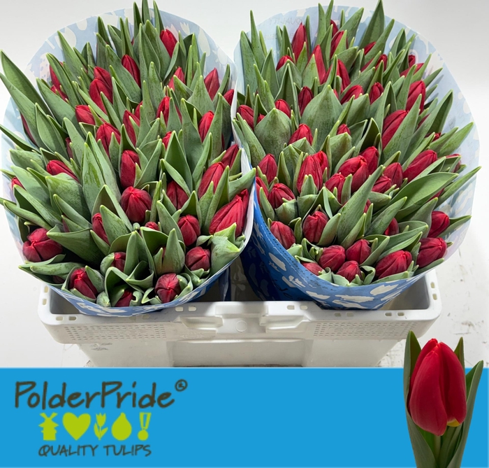 <h4>TU EN RED STONE</h4>