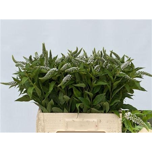 LYSIM CLETHROIDES
