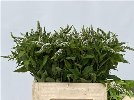 <h4>LYSIM CLETHROIDES</h4>