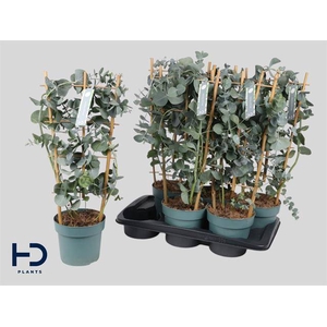 EUCAL CINEREA RACK P17
