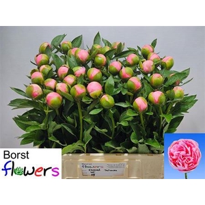 Paeonia 'Etched Salmon'