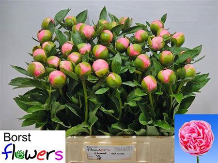 <h4>Paeonia 'Etched Salmon'</h4>