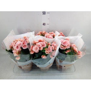 Begonia elat. DU 'Borias'