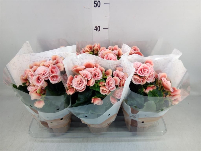 <h4>Begonia elat. DU 'Borias'</h4>