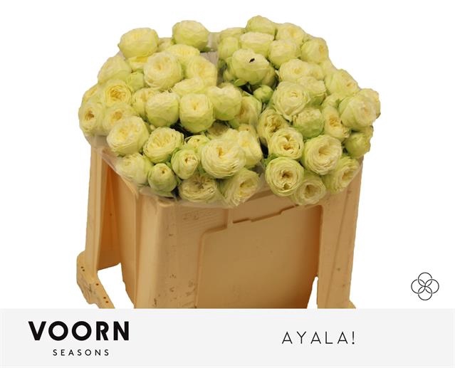<h4>R TR AYALA!</h4>