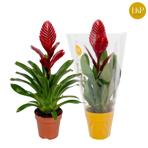 <h4>Vriesea 'Porto'</h4>