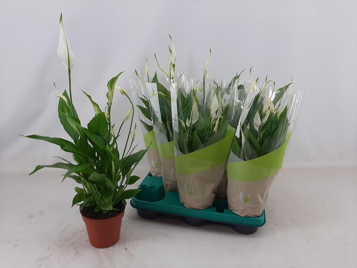 <h4>SPATH TORELLI</h4>