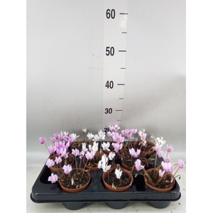 Cyclamen hederif.