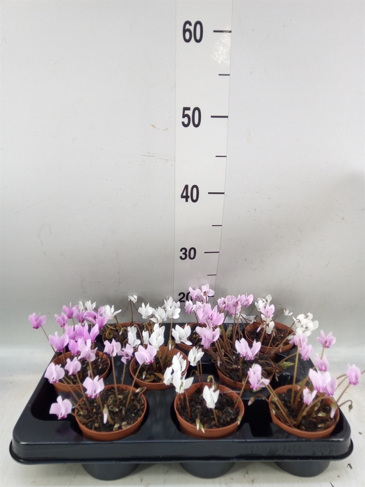<h4>Cyclamen hederif.</h4>