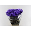 Lim S Crystal Dark Blue