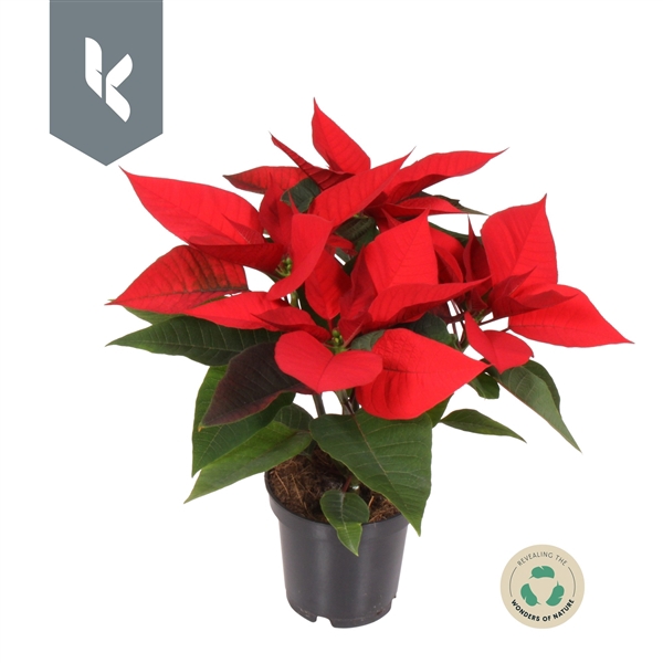 <h4>Poinsettia selectie Rood</h4>