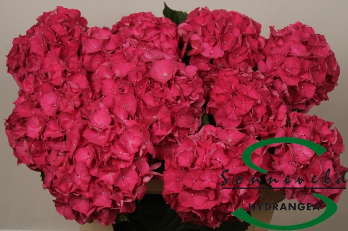 <h4>HYDR M CH RODEO RD</h4>