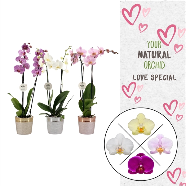 <h4>Phal. 2 spike Love Mix in keramiek</h4>