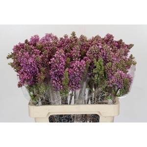 Syringa Vulg Ruhm Von Horstenstein