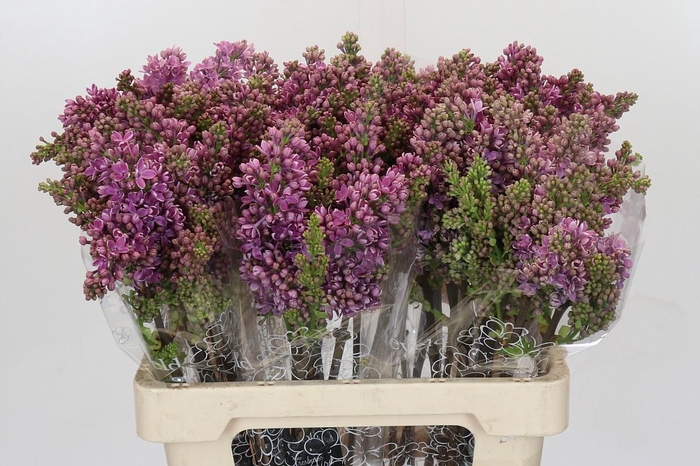 <h4>Syringa Vulg Ruhm Von Horstenstein</h4>