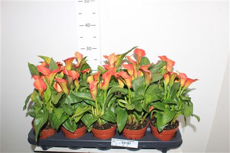 <h4>Zant Capt Serano 2-3 Bloemen</h4>