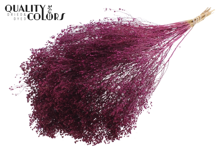 Broom Bloom p/bunch in poly Lilac