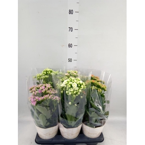 Kalanchoe   ...