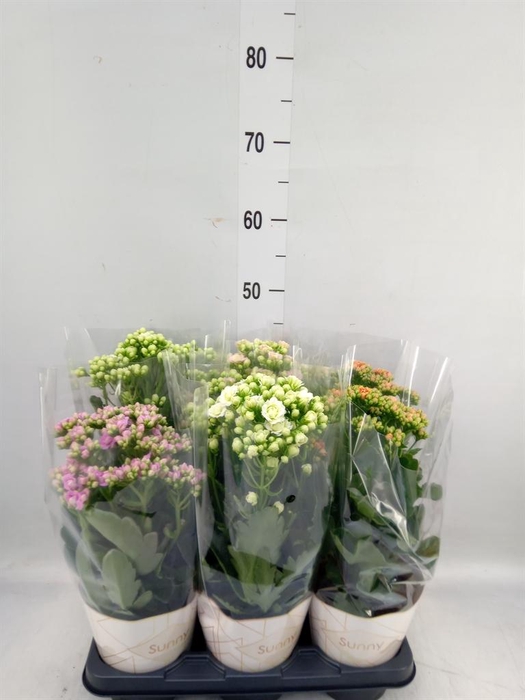<h4>Kalanchoe   ...</h4>