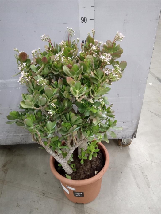 <h4>Crassula ovata</h4>
