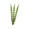 MOLUCCELLA 070 CM