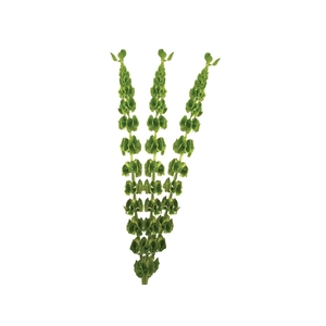 MOLUCCELLA