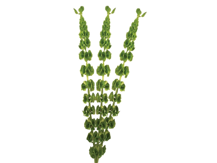 MOLUCCELLA 070 CM