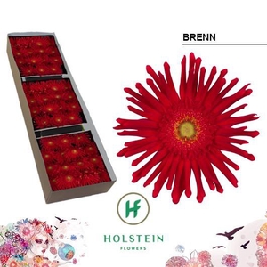 Gerbera Pasta Brenn Doos