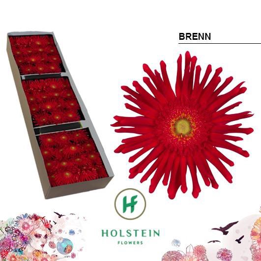 <h4>Gerbera Pasta Brenn Doos</h4>