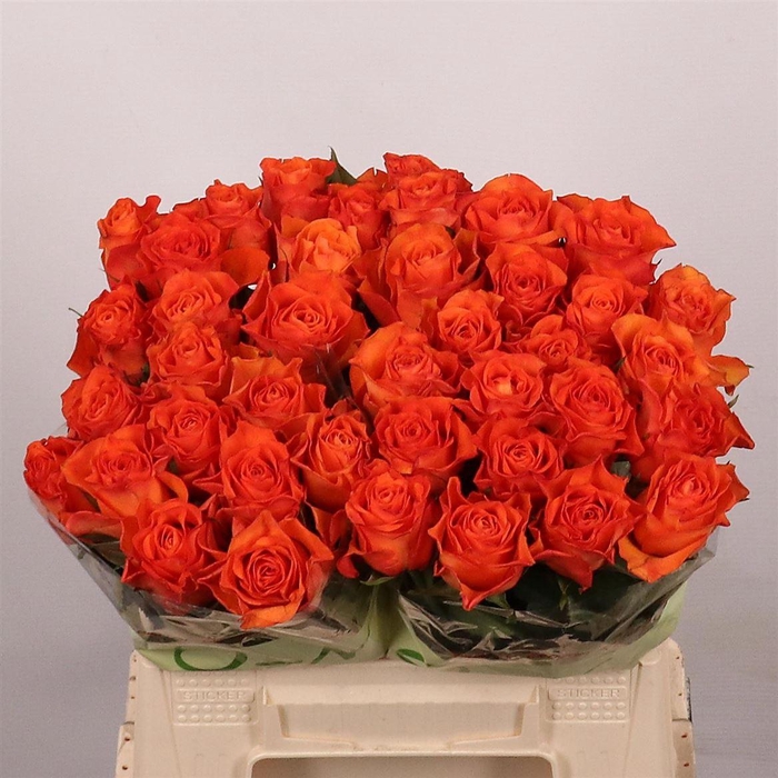 <h4>Rosa a grande fleur Orange Wave</h4>